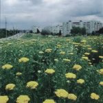 Ромашки за городом